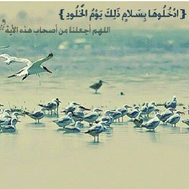 احب الصالحين ولست منهم لعلي انال بهم شفاعه❤اللهم آتنا في الدنيا حسنه و في الآخرة حسنه و قنا عذاب النار❤❤❤