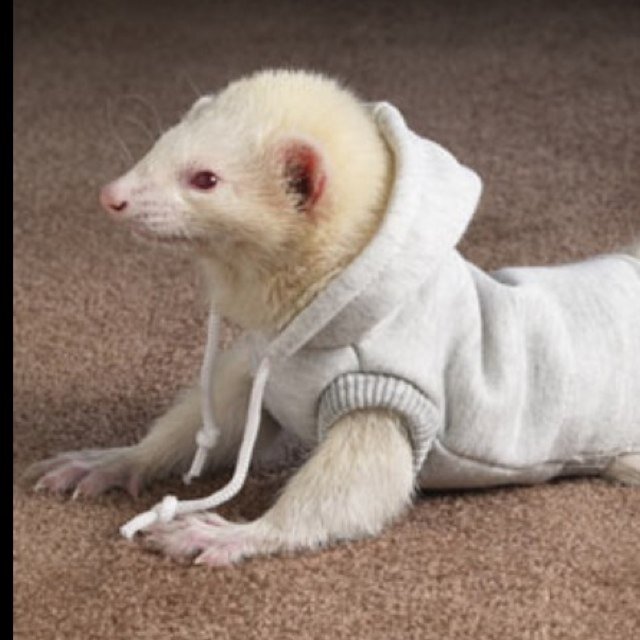 coreyungaro Profile Picture
