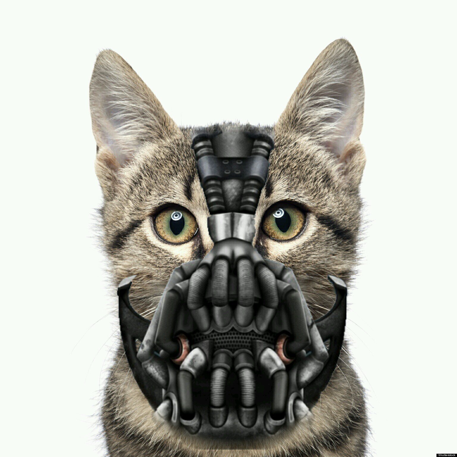 A Profile Dedicated To Edited Pictures Of Cats Made To Look Like Iconic Celebrity's, Musicians, Actors And Fictional Characters.