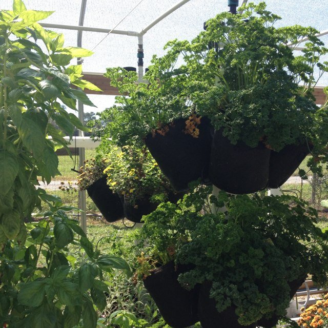 Our #organic #Verticalfarming systems #verticalgrowing #agritech #agriculture Sunstateorganics@aol.com