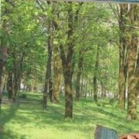 Ormandakiagac (@soyle123) 's Twitter Profile
