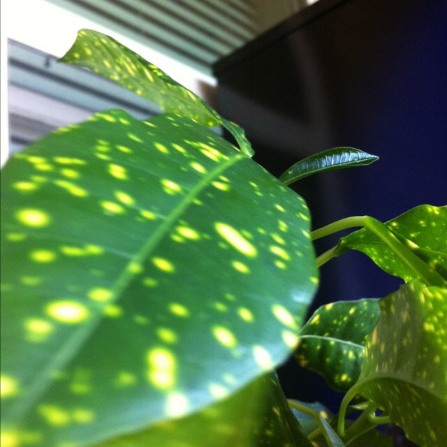 natomeara's profile picture. 