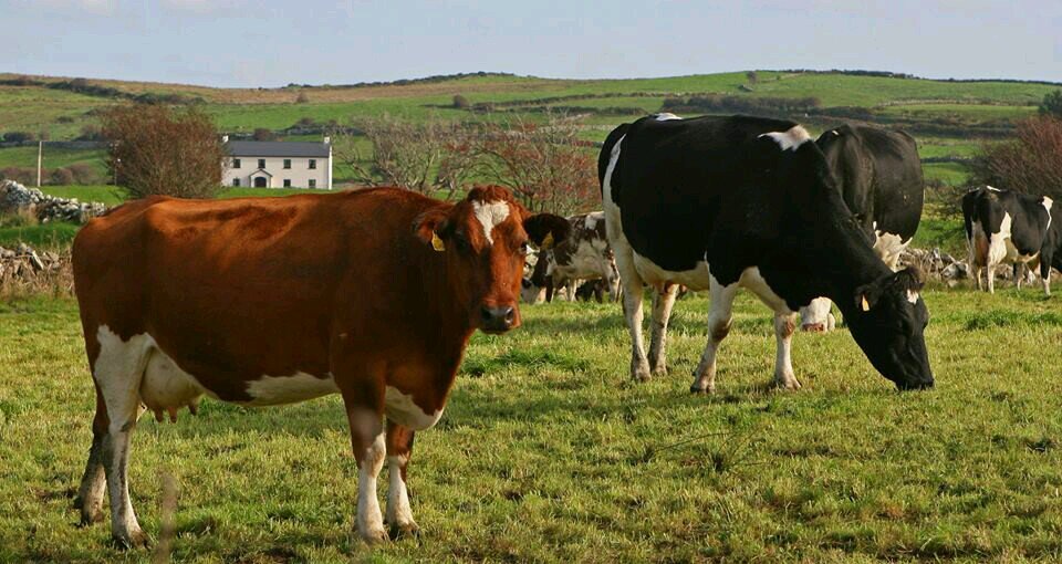 kilshannycheese's profile picture. Irish raw milk gouda from pasture fed cows which came direct from the farm next door. It was made in Lahinch, County Clare since 1983. Stopped 2013.
