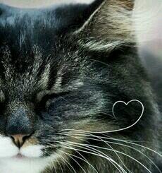 neko_aigo's profile picture. 苦しみを無くす為に出来る事を #動物愛護 動物虐待/毛皮/リアルファー/動物実験 反対！署名活動や拡散RTします。相互フォローしますがアフィやスパムはフォロバしていません。