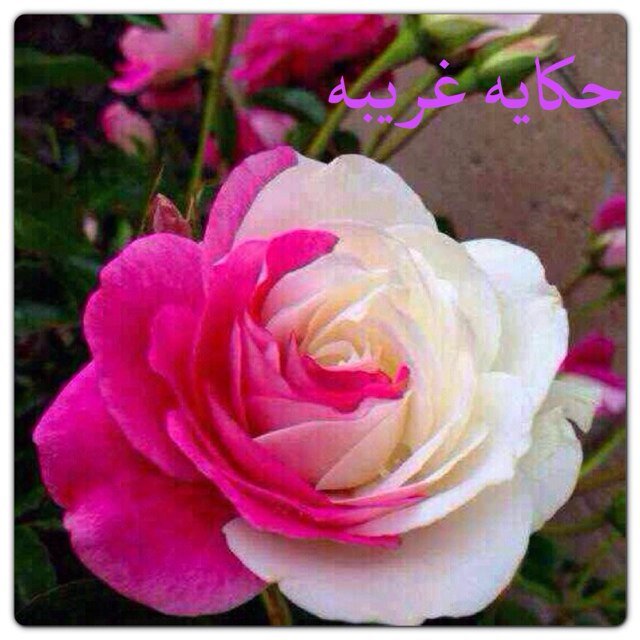 Ash456Ash's profile picture. ‏صدفة العمر ماا خلتنيء إلاا : حزين 
غايبيء / ذكريااتك .. كل ليلة تمر ! 
كنت واحد ، ومغنيني عن العالمين
كنت صدفه .. ولكن : كلفتني عمر