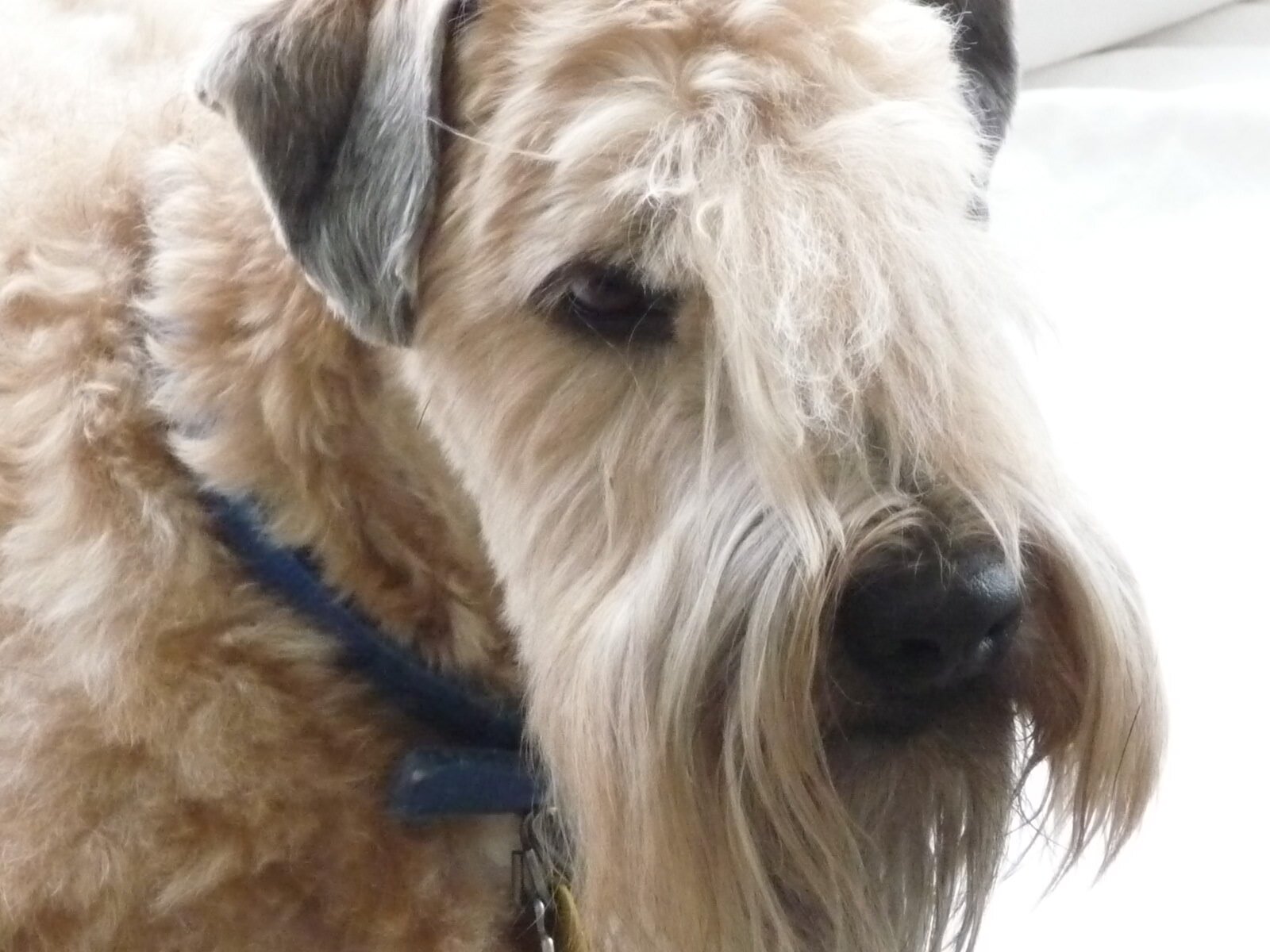 BigsbyPup's profile picture. @DesignCloudChi mascot. Originally a .NET engineer, he tossed that aside and now focuses mainly on belly rubs.