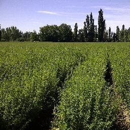 productores de Aromaticas (oregano, romero, tomillo, perejil) deshidratado de hortalizas, comercializacion de especias, condimentos y semillas