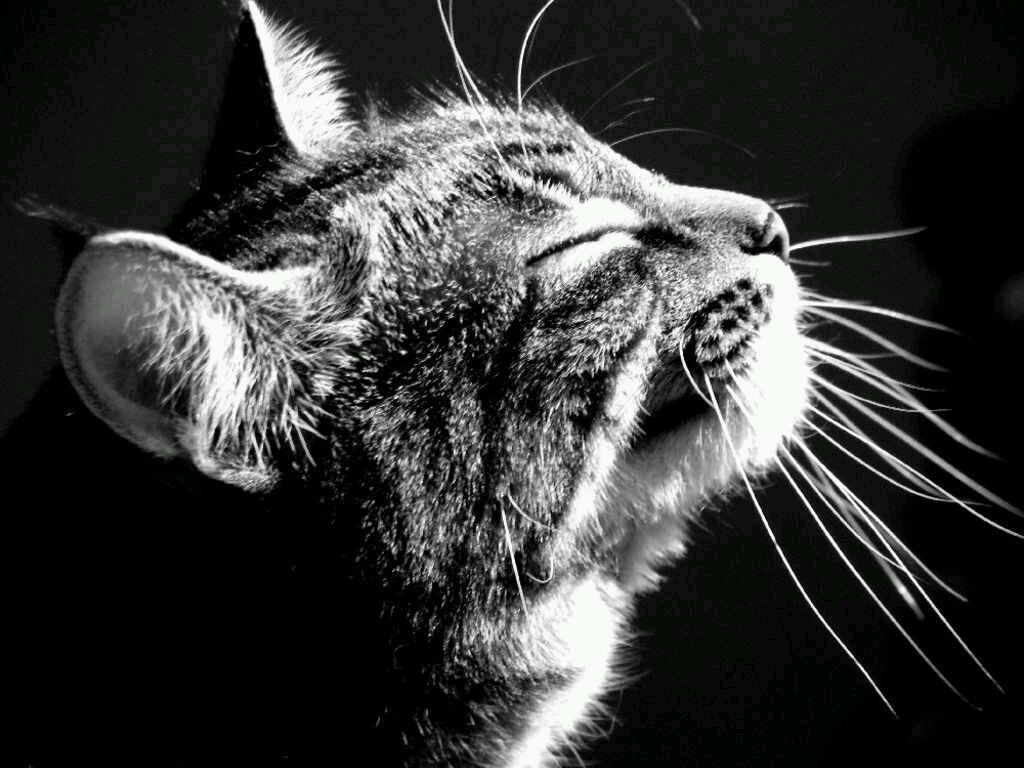 I love my cats. Maybe too much.