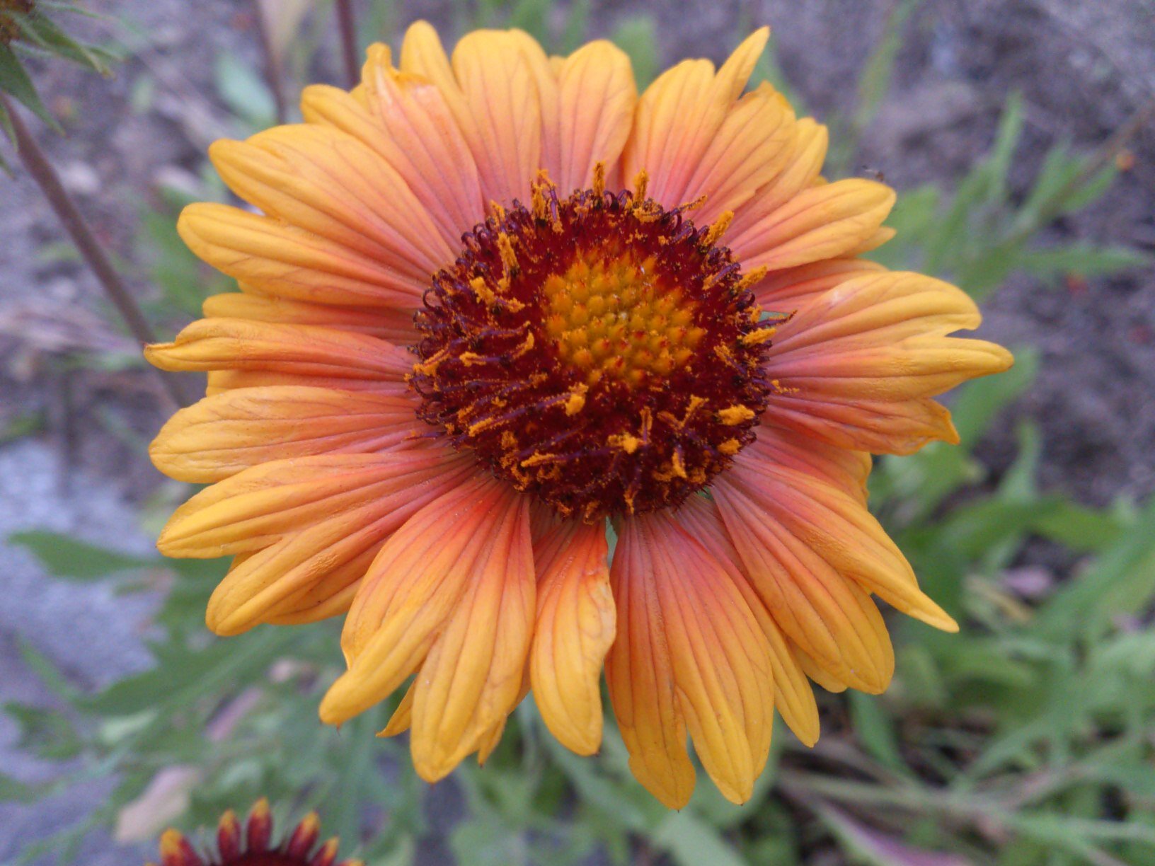 tomomd's profile picture. 