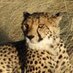 Just a Cheetah (@cybercheetah) Twitter profile photo Just a Cheetah (@cybercheetah) Twitter profile photo