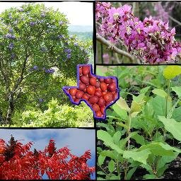 Promoting one-of-a-kind native Texas seeds and seedlings. Our Texas natives are beautiful, tough, drought tolerant, and disease resistant.