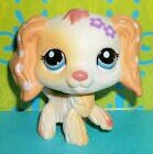 I love lps follow me I'll follow back Im a fan of sophiegtv I love kittens and my best friend's name is Emma