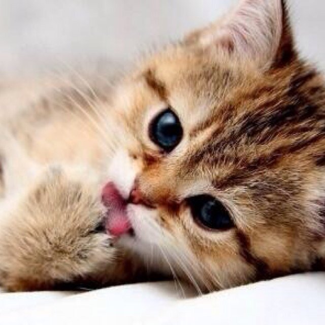 ไม่ต้องฟอลกลับก่ากุ๊ง❤
