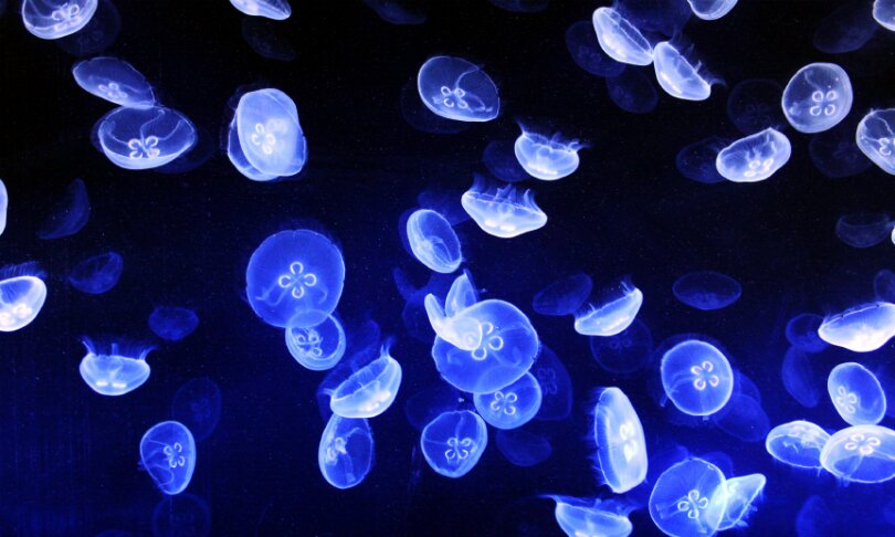 JellyFishTankFL's profile picture. http://t.co/jrmqCBOn0r  COMING SOON! Custom jellyfish tank modification kits