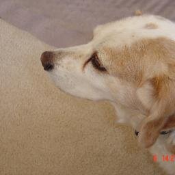 Karma's willing road companion... Love is my leash and my freedom...