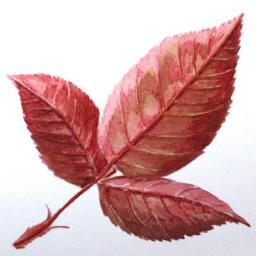 Ethnobotanical Artist