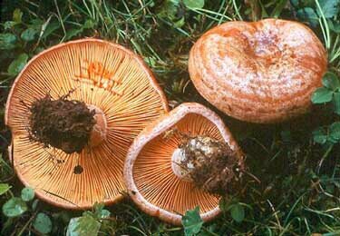 Unos me llaman Níscalo, otros Nícalo, otros Rebollón y los foraneos Robellón.Y algunas veces lactarius deliciosus En los montes desde los tiempos inmemorables