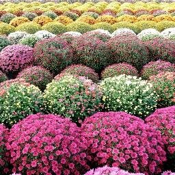 DimitrisGeoMimi's profile picture.