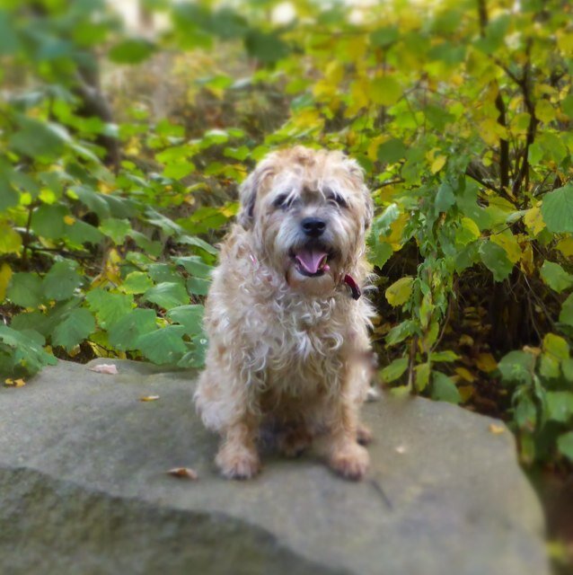 Girl BT born 2002. I like walks an treats an playin wiv me anipals, an watchin skwirrels in me garden #BTPosse. Went OTRB 26/09/16. Now wotchin over @HeidiSJ1