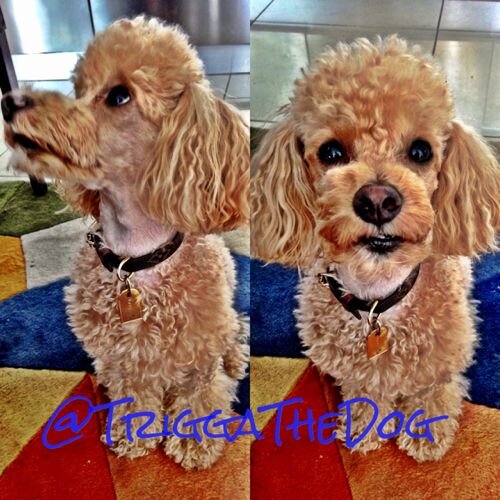 TriggaTheDog's profile picture. I'm a spoiled puppy that belongs to a spoiled freak diva WOOF