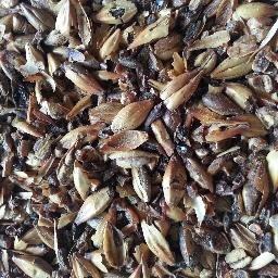 Good Food and Craft Beer Lover, Beginner Beekeeper and  Honey Mead Maker