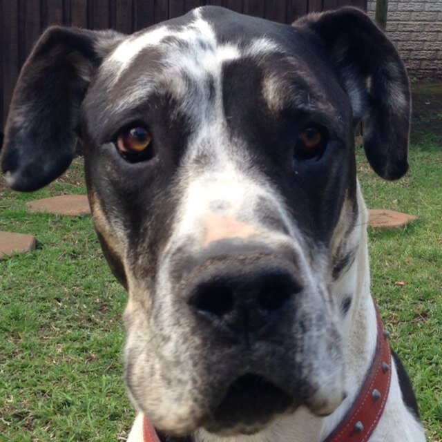 inandavets's profile picture. 