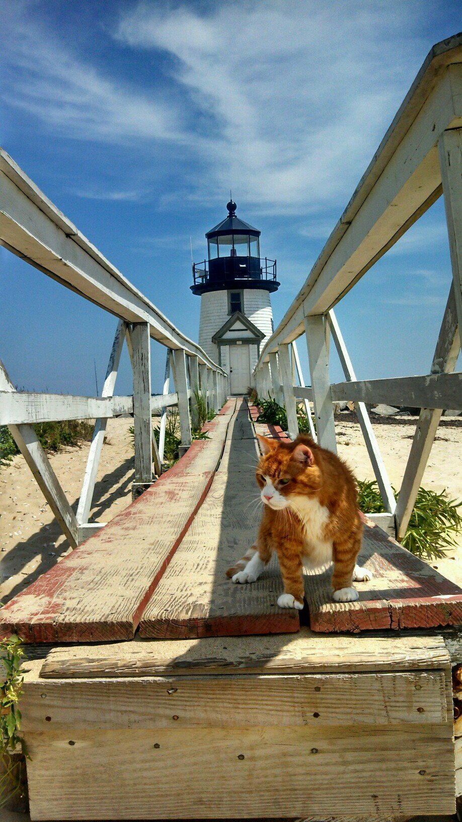 17 1/2 yrs Old*strong*loving*loyal*tough*gentle*calm to my mom-everyone else I bite!