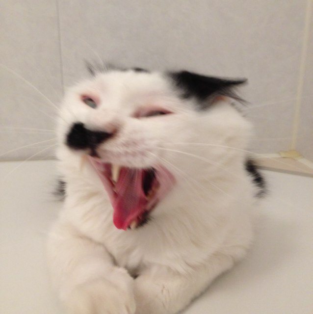 冬から執筆してきた９条についての本を脱稿。このあと、短縮、数ヶ月後に出るでしょう。ほかに岩波書店『図書』、信濃毎日に月に１回、コラムとエッセイを連載。ツィートはあまりしません。枝にとまっているだけ。