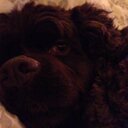 Stella Mae Herron - @Stellamaedog - Twitter