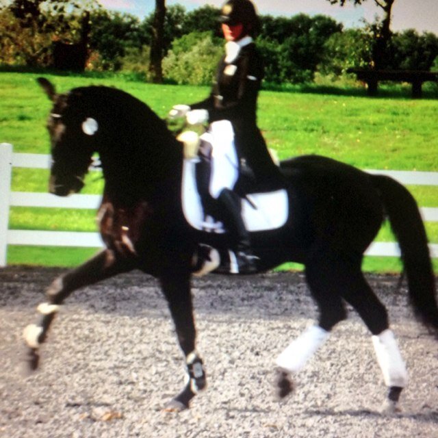 EHarrisUK's profile picture. International dressage rider. Stübben Ambassador. Sponsored by Animo Italia.
