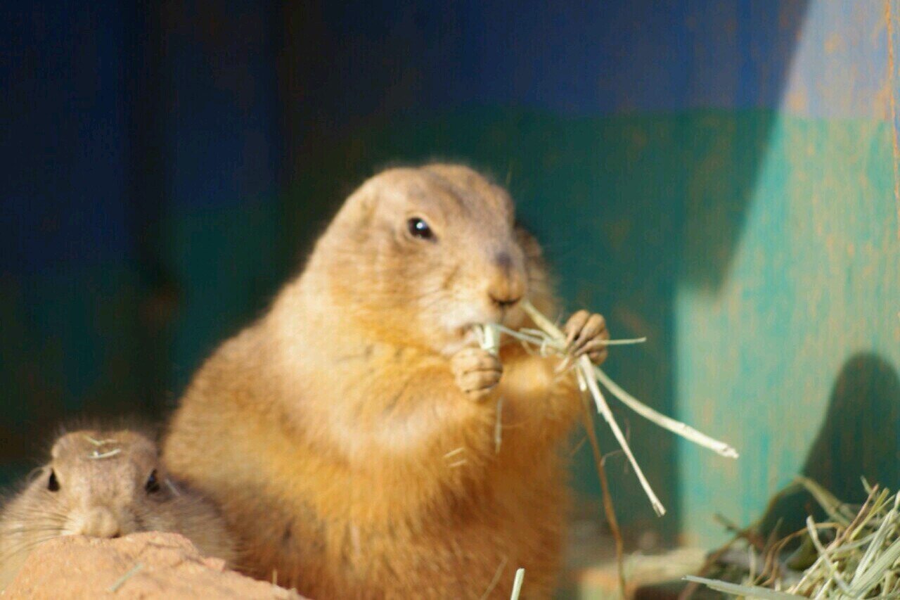 maguroakami's profile picture. 