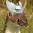 ThundrWeasel's profile image