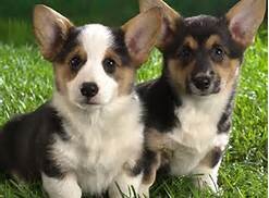 corgilovers1's profile picture. 