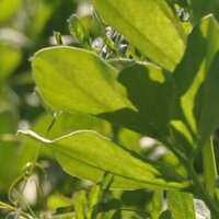 Organic farming (@organicfarminga) 's Twitter Profile