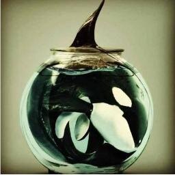 SeaWorld is an organisation that funds their company by stealing animals from their natural environments and making them live awful lives in tiny tanks.