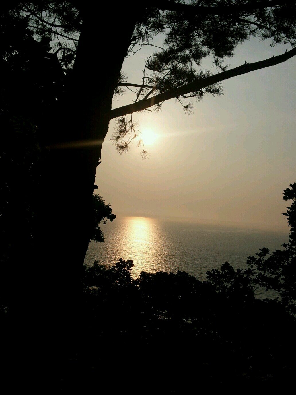 나무와 숲 그리고 시각...