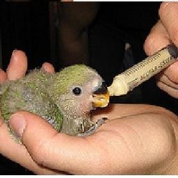 Agapornis para darle paplla con jeringa! Papilleros