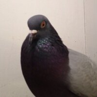 Birdie(@graycityparrot) 's Twitter Profile Photo