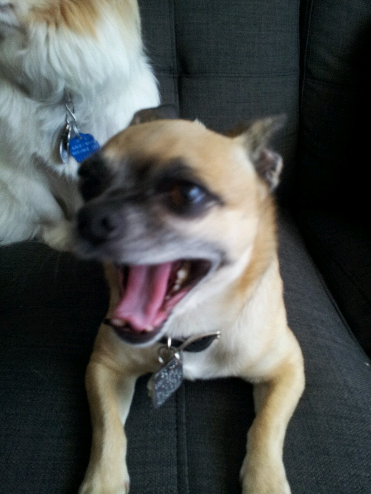 I am now 6 years young. My b-day is Mar 2/09. I love to bark at big dogs and am very protective of my family. Follow me :)