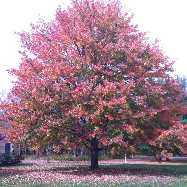 sustainable___'s profile picture. Promoting sustainability by find solutions to conmon sources of waste!