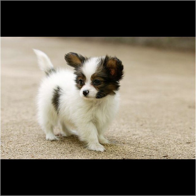 PuppiesPuppys's profile picture. 