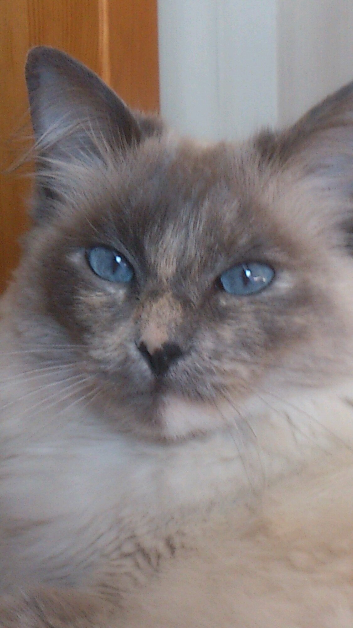 mollyness11's profile picture. scottish and proud of it!   love F1,  come from a brilliant family, am a lucky girl!