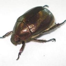 カナブンじゃないんですよ。