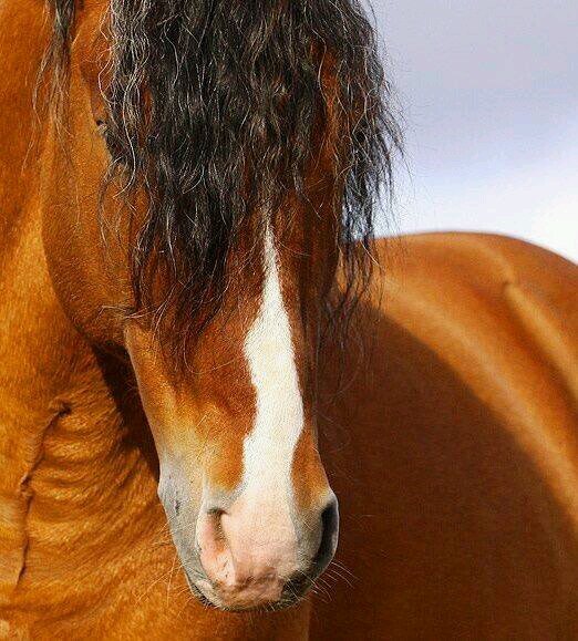 Wil jij leuke zinnetjes, tweets of foto's van paarden dan is dit het perfecte account voor jou dus druk direct op de follow knop