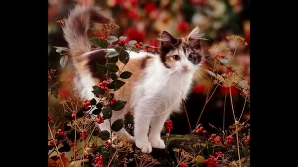 Hi I'm AutumnPelt. (Female) (Clan: BlazeClan) (Mate: @Snow_Of_HC) (Theme song: Castle in the sky)