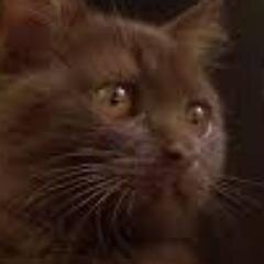 No I am not the Barkface from the books. I am actually a she-cat. Quite shy too. It took my family a while to get me to make a twitter so RESPECT IT.