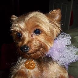 MyBeloveddoggy's profile picture. Showing the world our cuteness!
