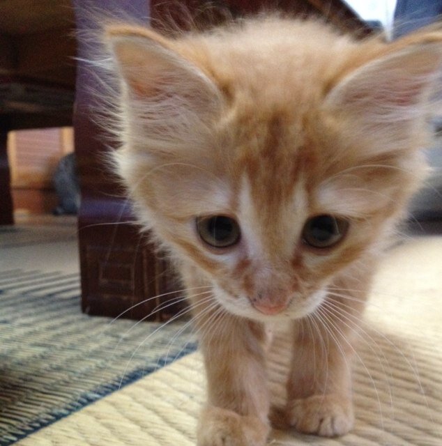 Yoropina's profile picture. 