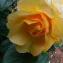 Sharon Hood - @shood1953 - Twitter