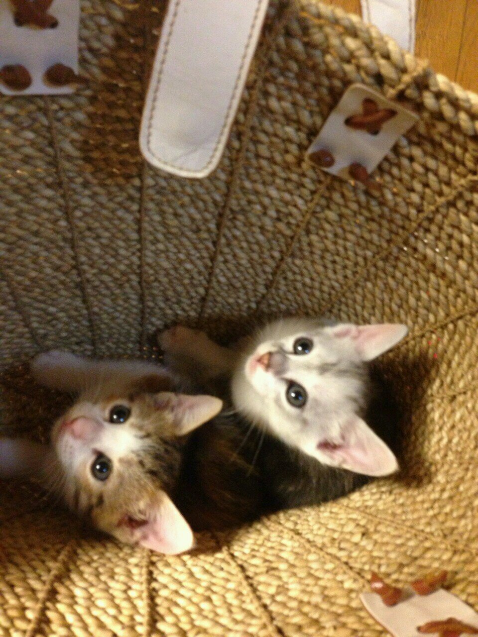 ねこげんき Nashiyaruki Twitter ねこげんき Nashiyaruki Twitter